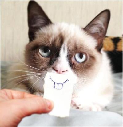 Grumpy Cat memes
