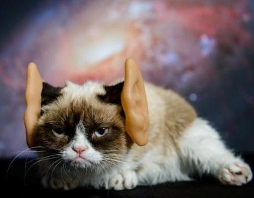 Grumpy Cat memes