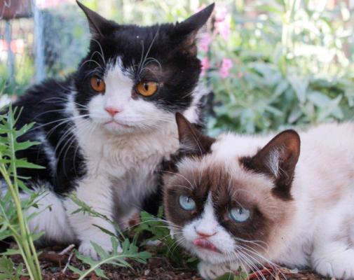 Grumpy Cat memes
