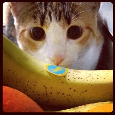 They'll stare down a banana for you