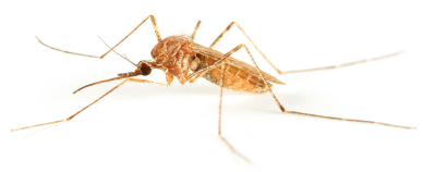 Mosquito