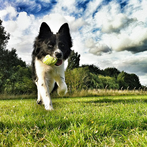 border collie playing ball