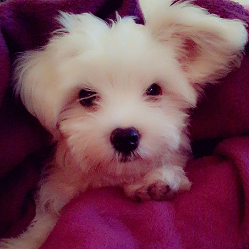 dog breeds that don't stink