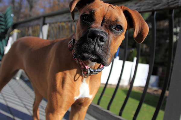 Boxer pup