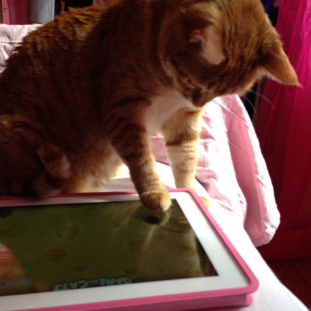 Cat playing with iPad