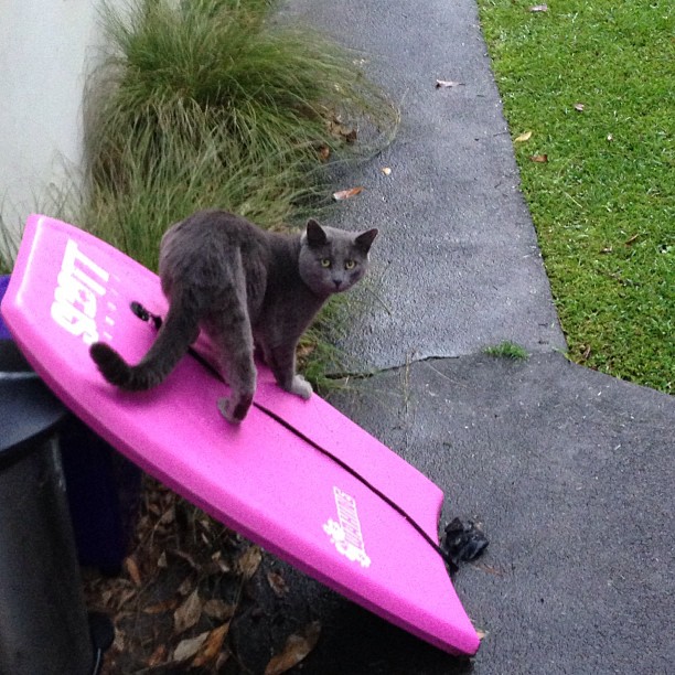 Cat on surfboard