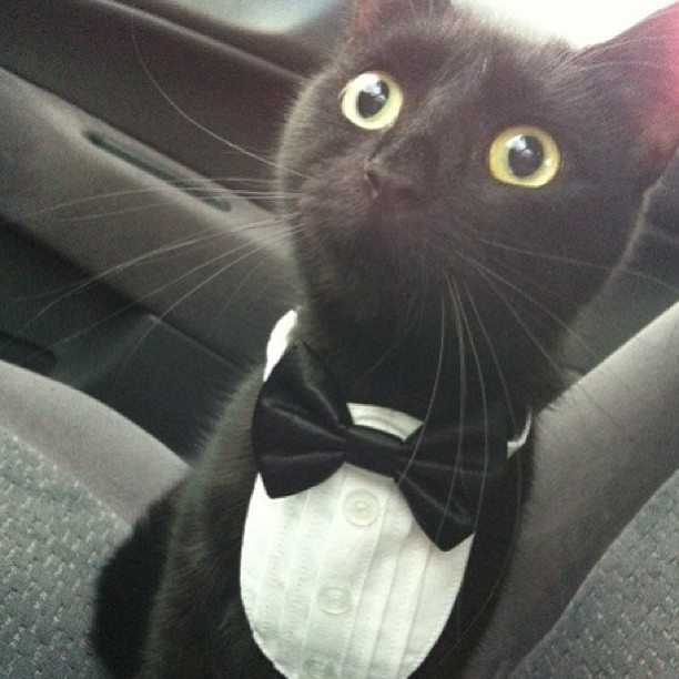 Cat wearing a bowtie