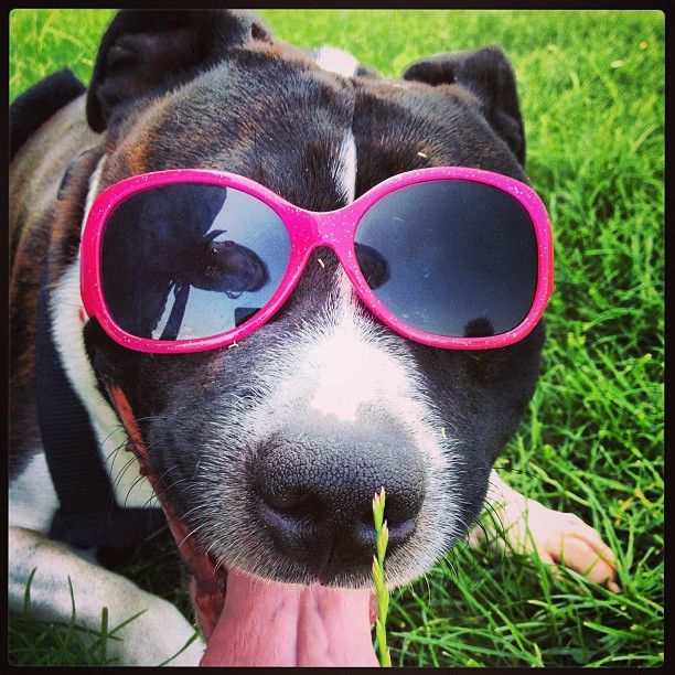 Dog wearing shades