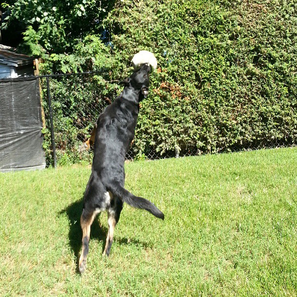 Dog playing with ball