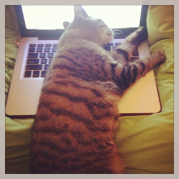 Cat on keyboard