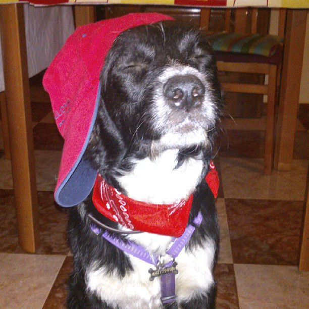 Dog dressed as a rapper