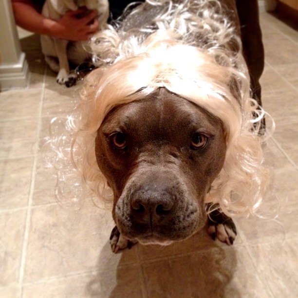 Dog with blonde wig