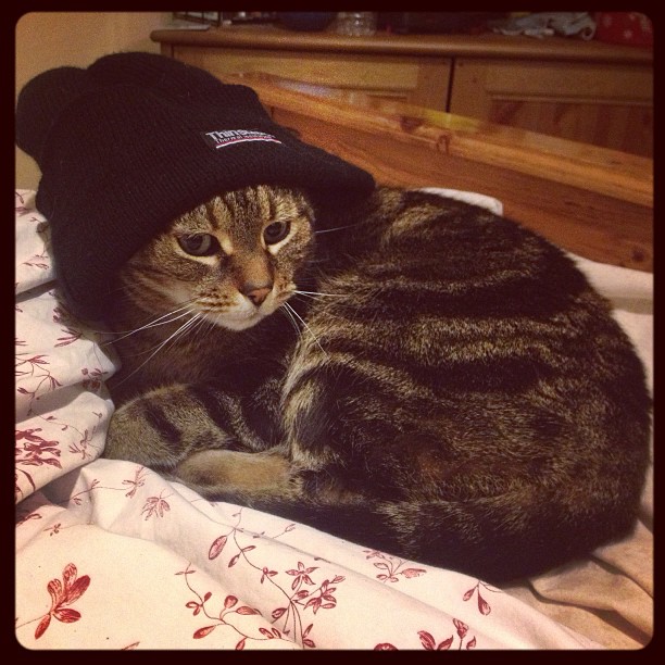 Cat dresed like Jason Mewes