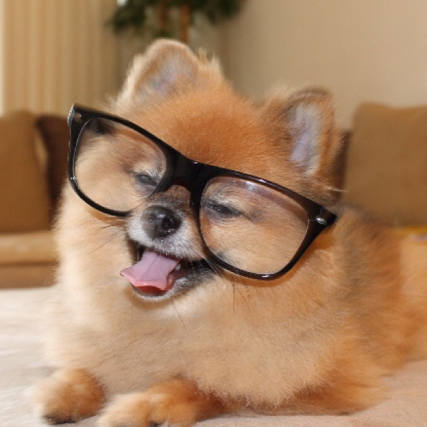 Dog wearing glasses