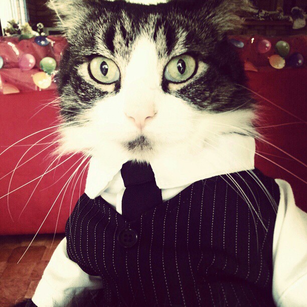 Cat in a tux