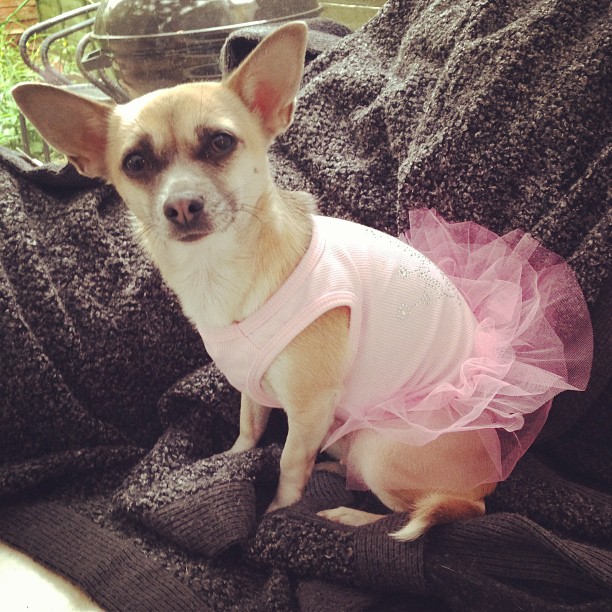 Dog in tutu