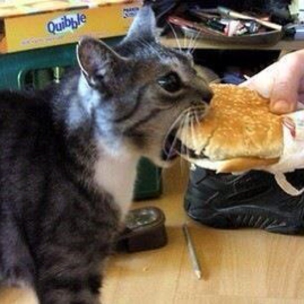 Cat eating burger