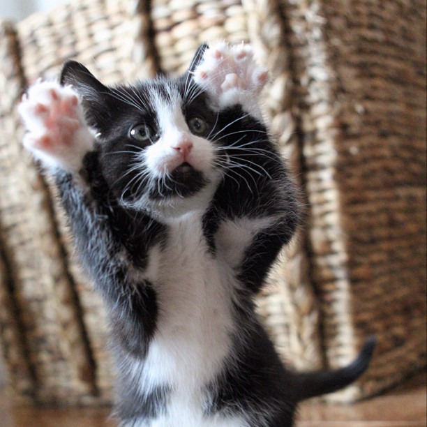 Shakira cat