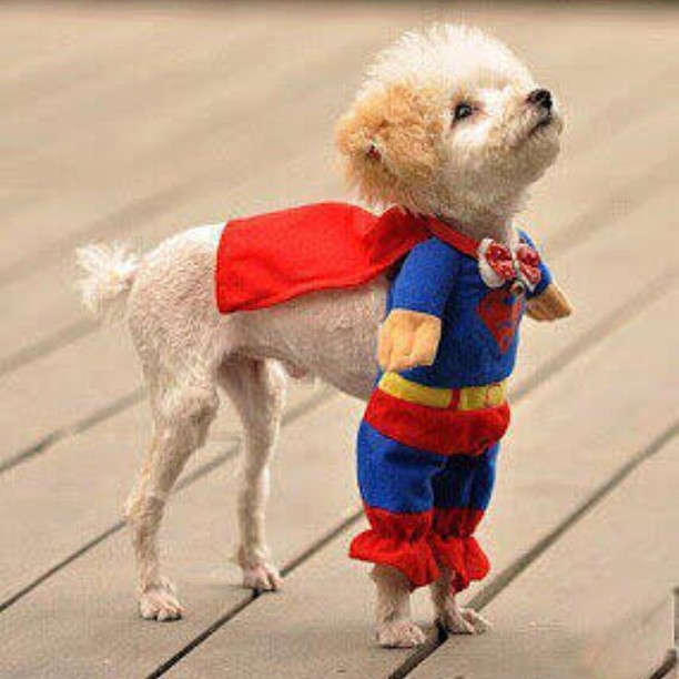 Dog dressed as superman
