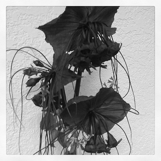 bat flower