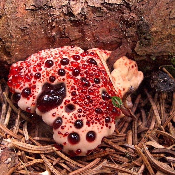bleeding tooth fungus