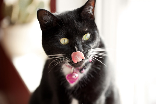 Cat wearing ID tags
