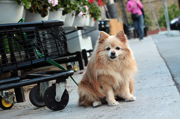 Dog tied up outside supermarket