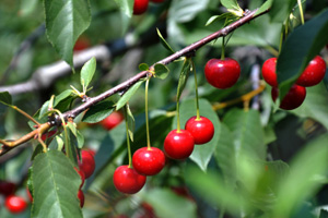 Tart cherries
