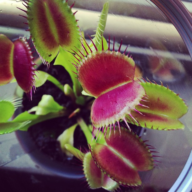 venus fly trap