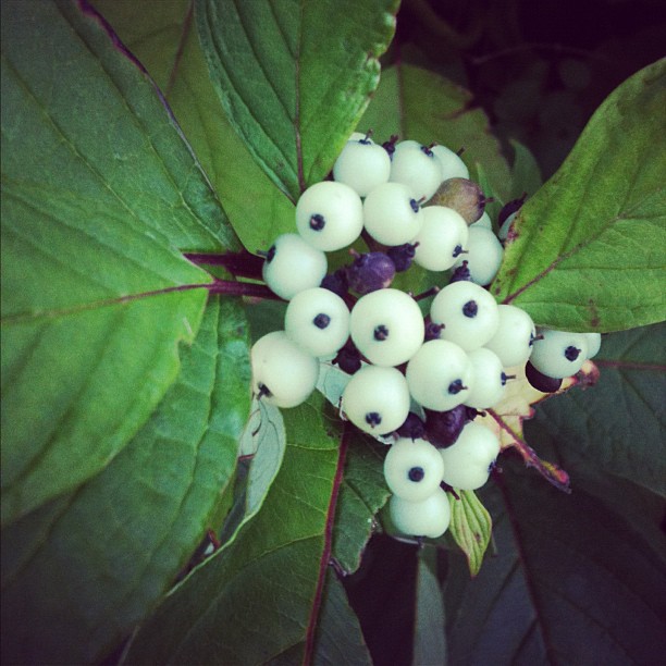 white baneberry