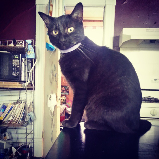 black cat on table