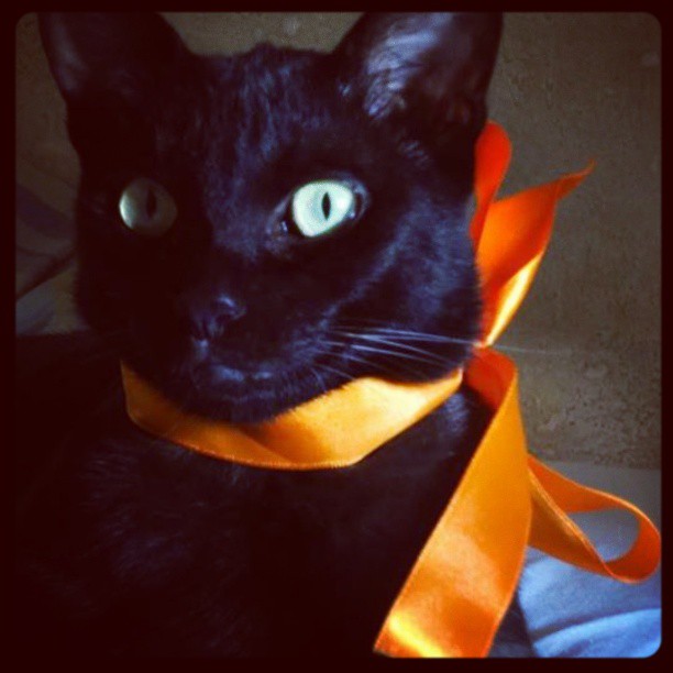 black cat with orange ribbon