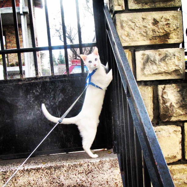cat on stair railing