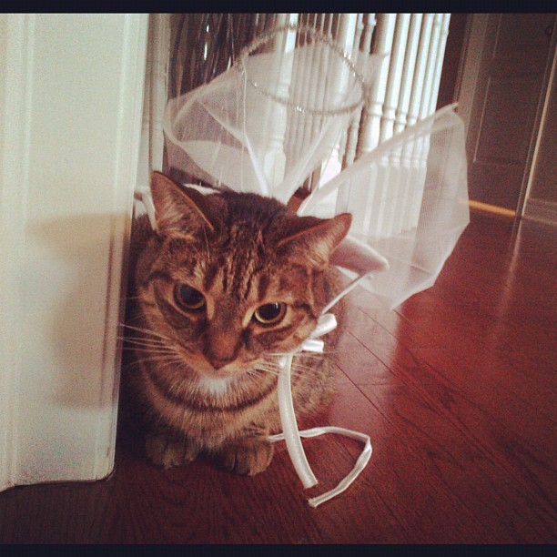 cat angel