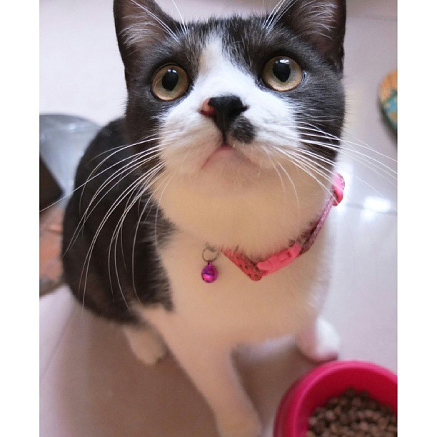 cat eating