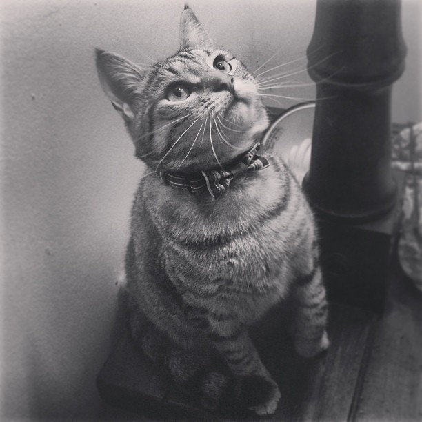 cat in bow tie