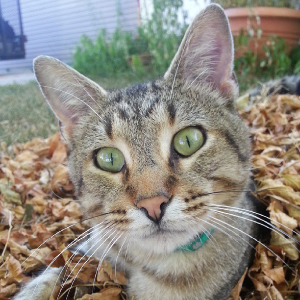 cat in leaves