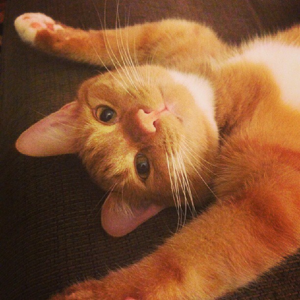 cat laying down