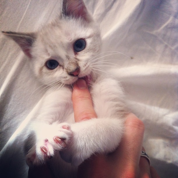 cat biting finger