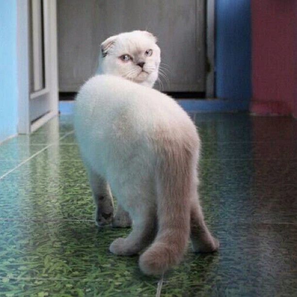 cat looking backward