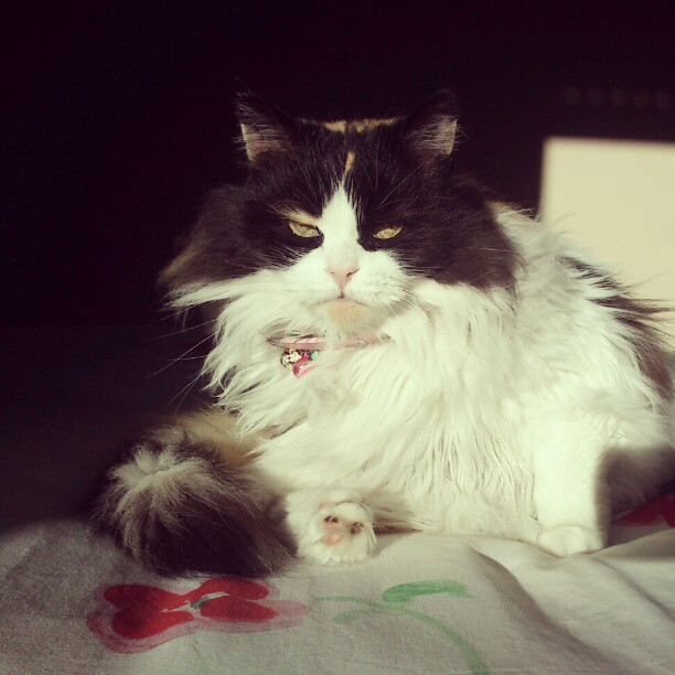 cat looking fierce