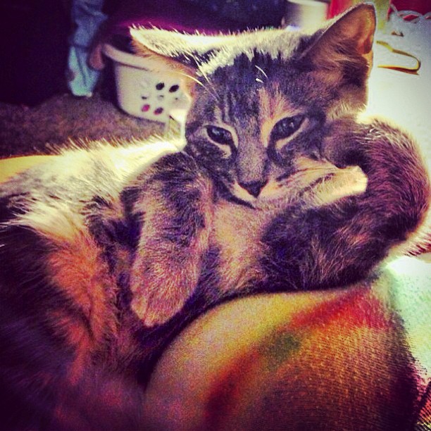 cat resting on arm