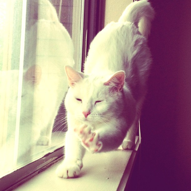 cat on a windowsill