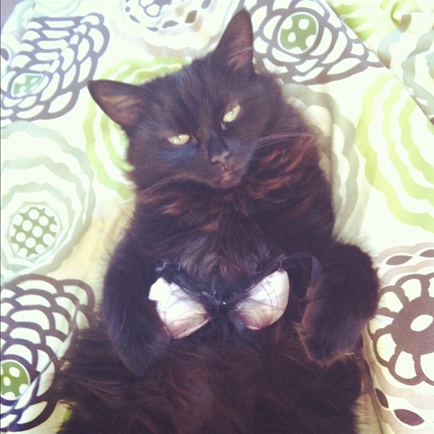 cat wearing a bra
