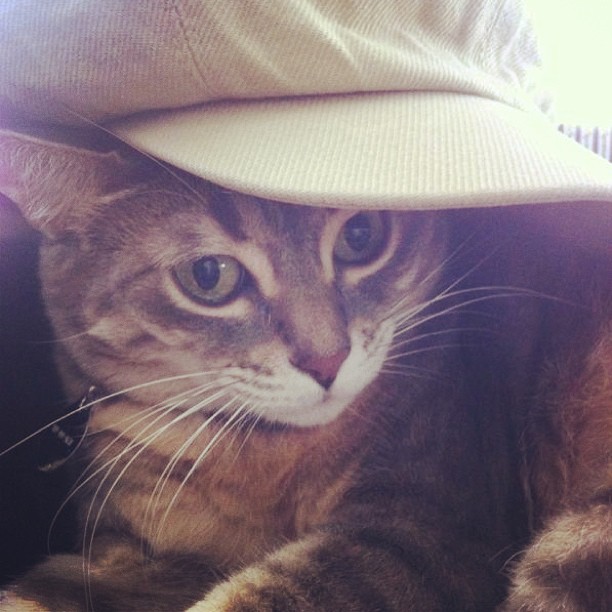 cat wearing brimmed hat