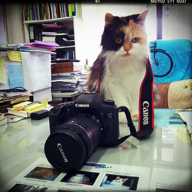 cat with camera