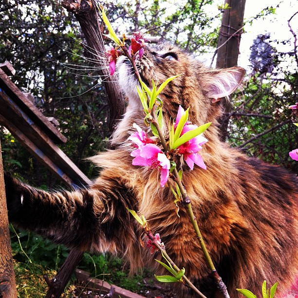 cat with flowers