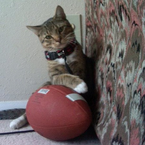 cat with a football