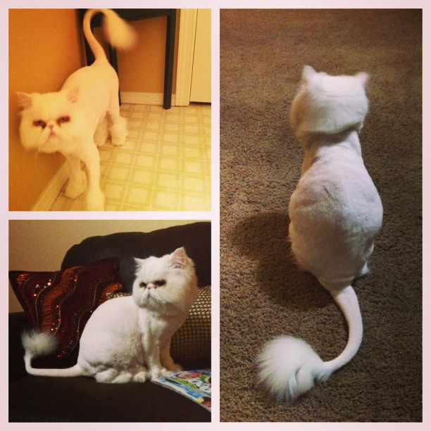 cat with hair cut