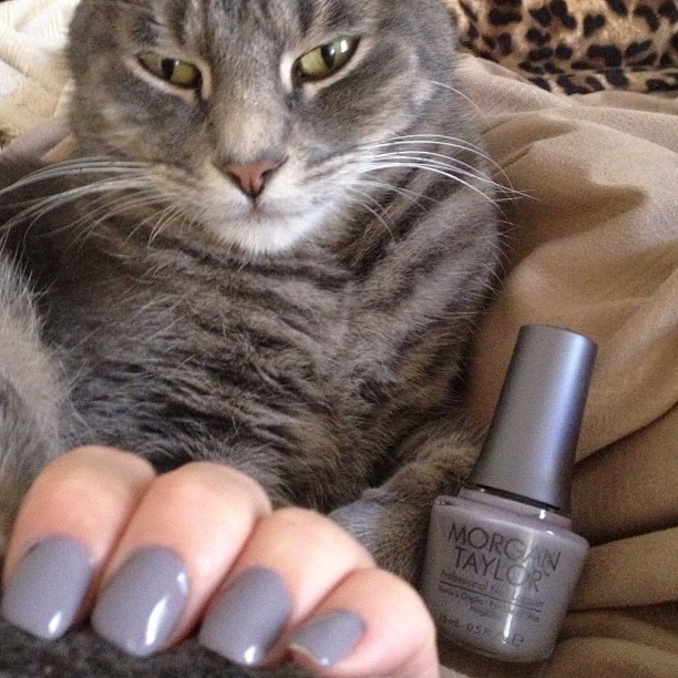 cat with nail polish